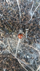 Coccinella quinquepunctata
