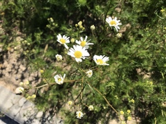 Matricaria chamomilla