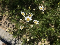 Matricaria chamomilla