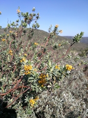 Lasiosiphon meisnerianus