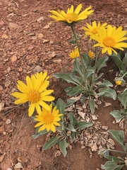 Enceliopsis nudicaulis