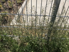 Capsella bursa-pastoris