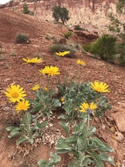 Enceliopsis nudicaulis