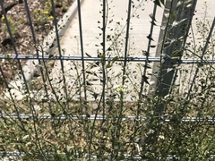 Capsella bursa-pastoris