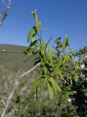 Secamone filiformis