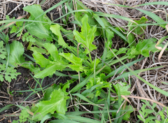 Eryngium hookeri