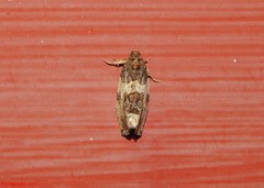 Pseudosciaphila duplex