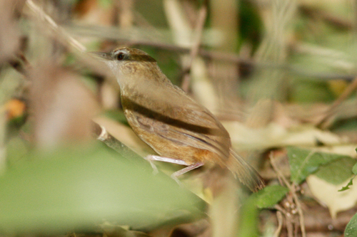 Malacocincla abbotti