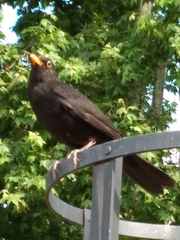 Turdus merula