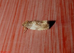 Pseudosciaphila duplex