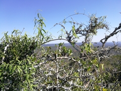 Secamone filiformis