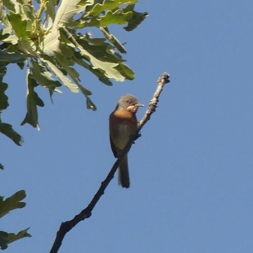 Western Subalpine Warbler, 28792 Miraflores de la Sierra, Madrid, España, photo 7 of 10