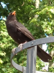 Turdus merula