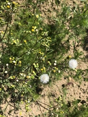 Senecio vulgaris