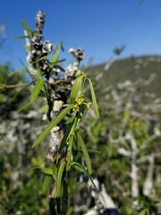 Secamone filiformis