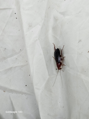 Uhler's Wood Cockroach photo 6
