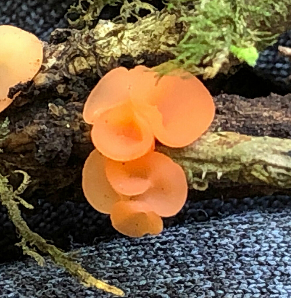 Pithya sp. 'GA01'