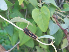 Aristolochia baetica, photograph Daniel Capilla, CC BY-SA, iNaturalist via GBIF