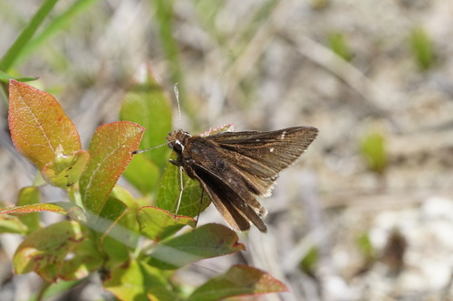 Dusted Skipper photo 6