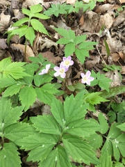 Claytonia caroliniana