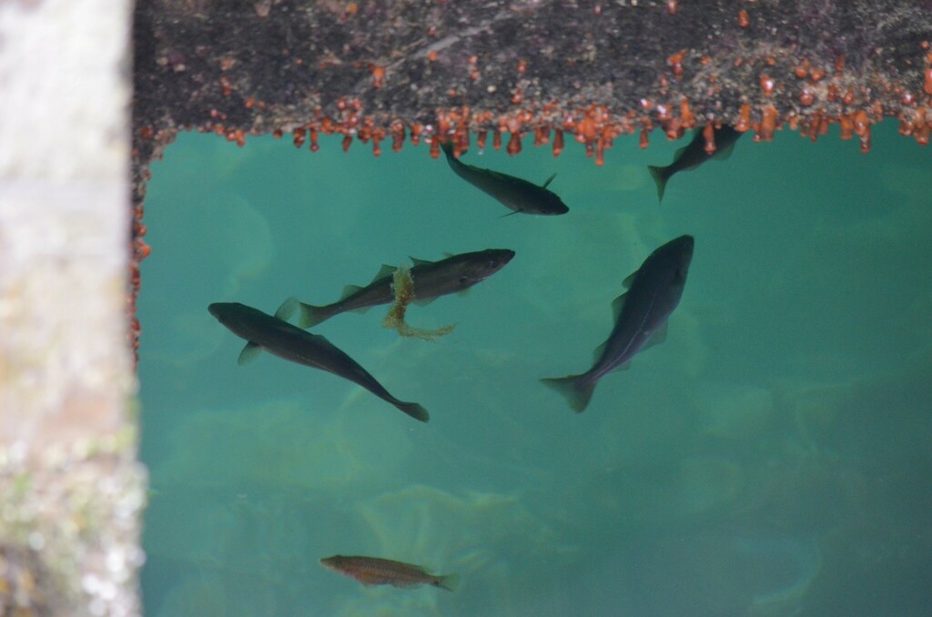 Coalfish (Pollachius virens)