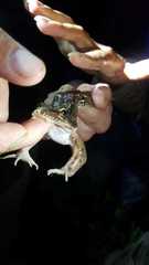 Leptodactylus insularum