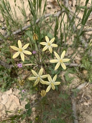 Triteleia ixioides scabra