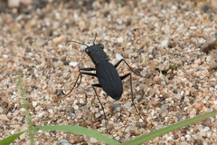 Dromochorus belfragei