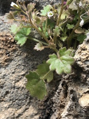 Phacelia rotundifolia