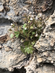 Phacelia rotundifolia