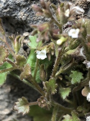 Phacelia rotundifolia