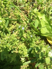 Veronica arvensis