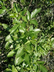 Heteromorpha arborescens