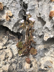 Phacelia rotundifolia