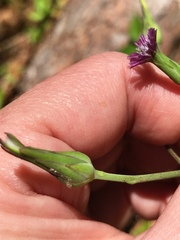 Lactuca graminifolia