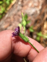 Lactuca graminifolia
