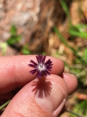 Lactuca graminifolia