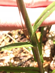 Lactuca graminifolia