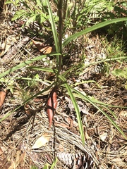 Lactuca graminifolia