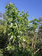 Heteromorpha arborescens