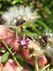 Lactuca graminifolia