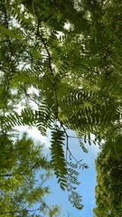 Gleditsia triacanthos