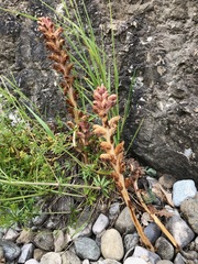 Orobanche caryophyllacea