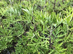 Artemisia verlotiorum