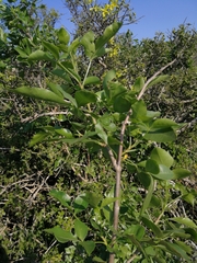 Heteromorpha arborescens
