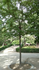 Gleditsia triacanthos