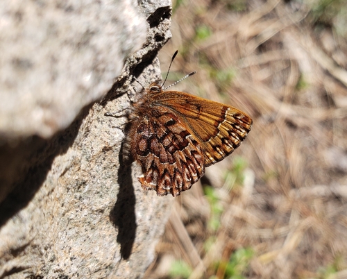 iNaturalist observation photo of Western Pine Elfin