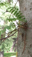 Gleditsia triacanthos