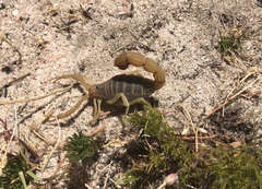 Parabuthus planicauda