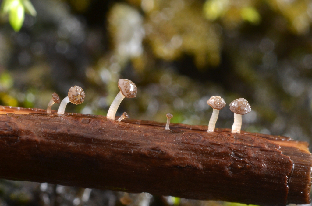 Cudoniella sp. 'gen2-PNW04'